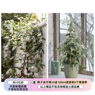 【种子】多年生 盆栽小灌木 哈登柏豆 白色珊瑚豆 5粒