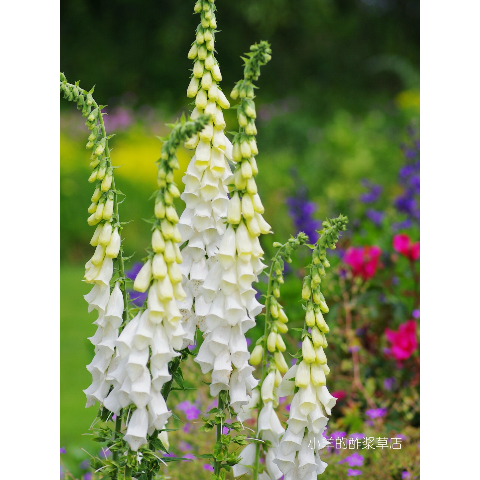 疯狂的小羊白花毛地黄雪顶