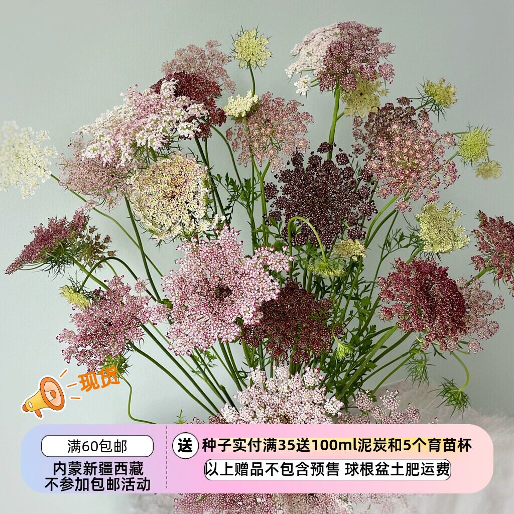 【种子】切花蕾丝花 胡萝卜 达拉 丁香混色  10 粒