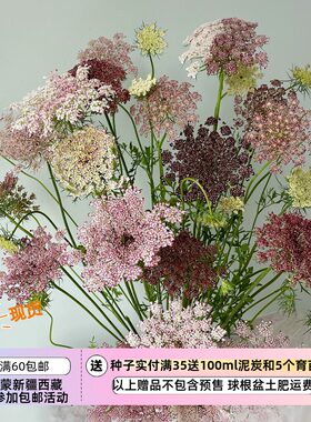 疯狂的小羊胡萝卜达拉蕾丝花