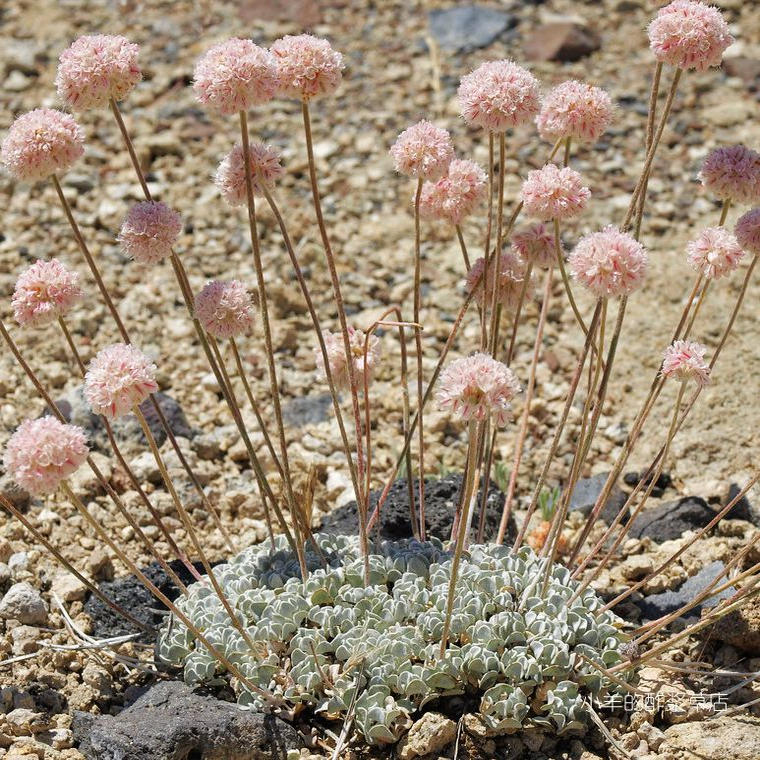 花序色彩多变垫状荞麦
