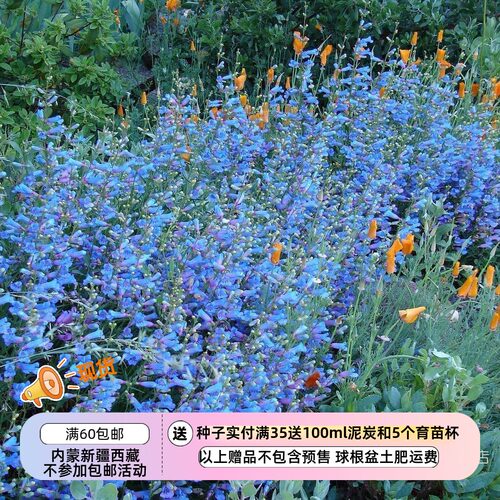 园艺品种异叶钓钟柳电光蓝色