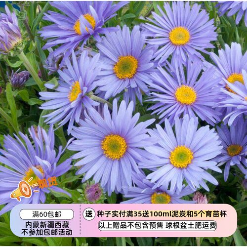 山紫菀高山雏菊歌莉娅紫色