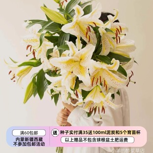 【种子】多年生  原生百合  黄色天香百合  5粒