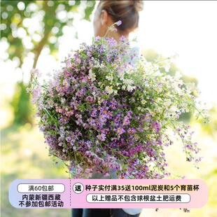 【种子】  茄科 蛾蝶花 天使的翅膀 混色 20粒