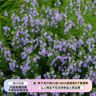 【种子】多年生 芳香亚灌木 伊利里亚冬香薄荷 10粒