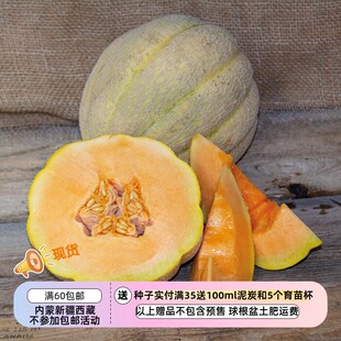 【种子】传家宝老品种  甜瓜 威斯康星洲的荣耀  5粒