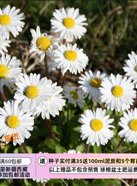 小型原生种英国小雏菊白色