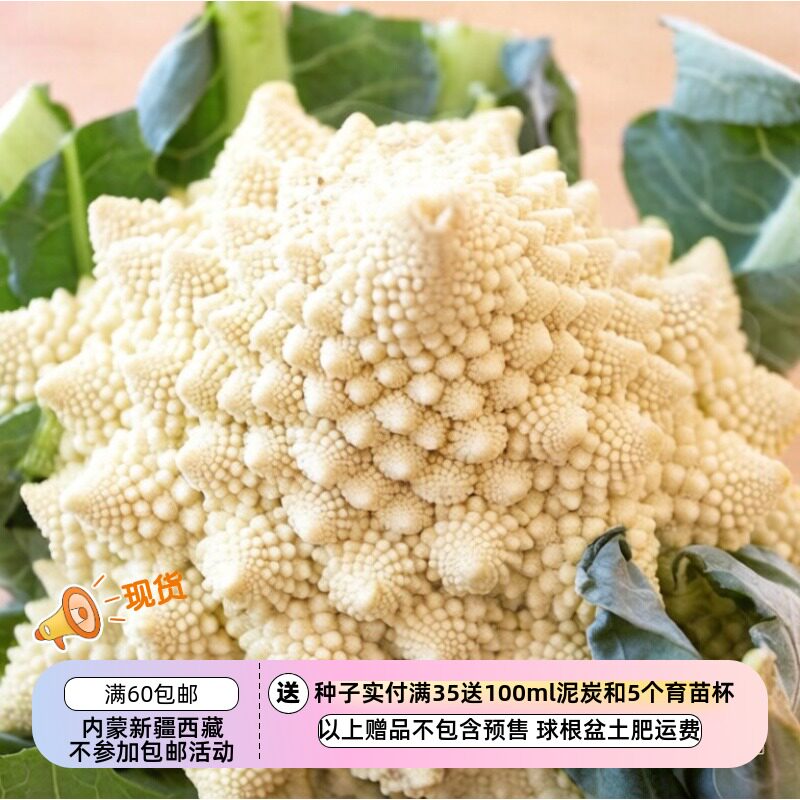 【种子】意大利传家宝  坚果风味香甜 贝壳花椰菜耶西花椰菜 5粒