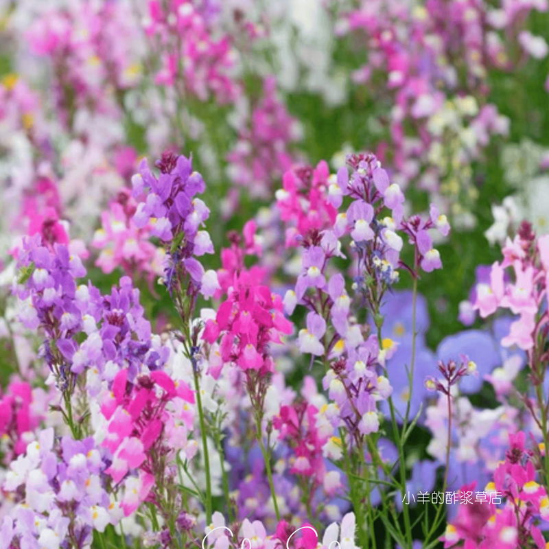 迷你金鱼草切花型柳穿鱼仙女花束