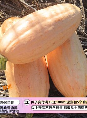 【种子】传家宝南瓜  高甜粉糯杏子/香草香气 帕斯提拉香槟  3粒