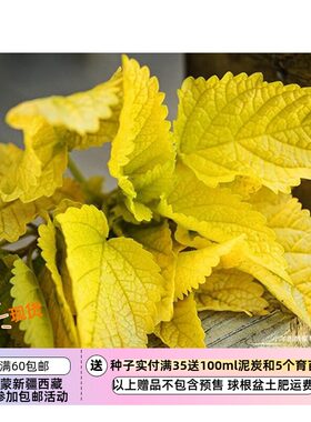 进口种子金叶柠檬香蜂草梅丽莎