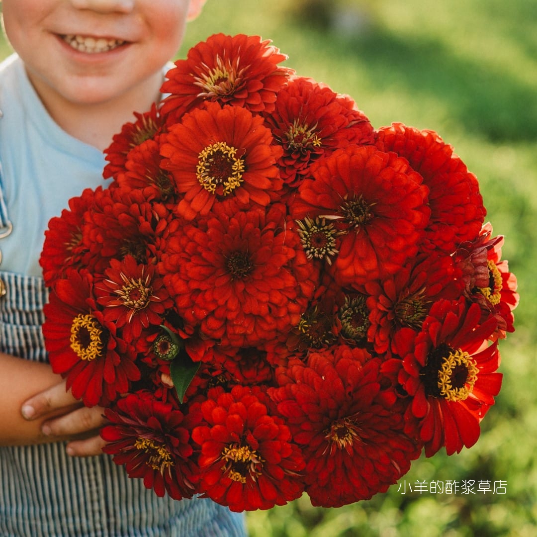 大丽花型重瓣百日草猩红火焰