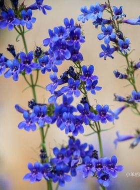 【种子】多年生 大台地钓钟柳 门萨钓钟柳 钻石蓝色 5粒