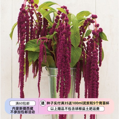 【种子】花种子  装饰切花型 苋属 苋菜 千穗谷  20粒