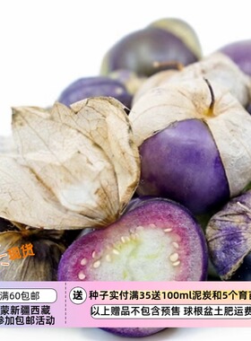 【种子】传家宝老品种 粘果酸浆 紫色番茄 10粒