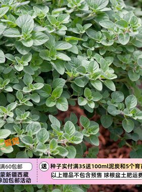 进口种子多年生披萨草希腊牛至