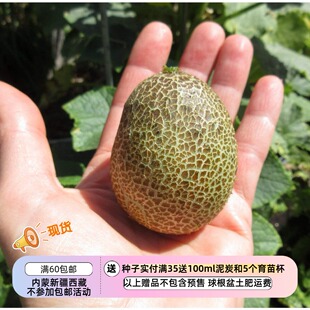 土豆小黄瓜 淡柠檬味儿 传家宝老品种 5粒 种子