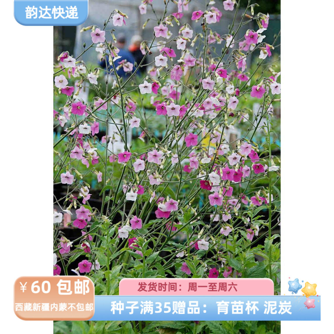 【种子】切花型花烟草 花镜植物 渐变花色 多变花烟草 10粒