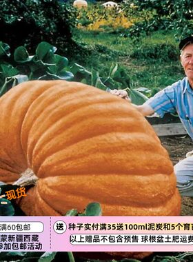 观赏食用大型巨型南瓜大西洋巨人
