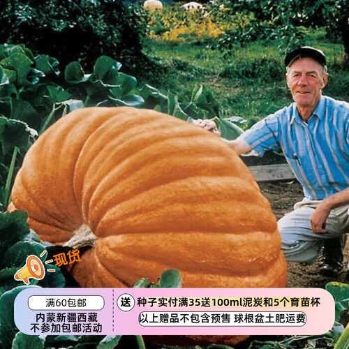观赏食用大型巨型南瓜大西洋巨人