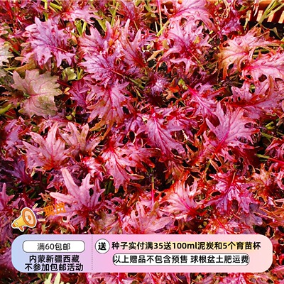 【种子】传家宝老品种   嫩叶沙拉叶羽衣甘蓝 红宝石 10粒