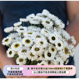 【种子】 罗丹斯花 干燥花 纸雏菊 罗森小丑 10粒