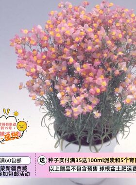 疯狂的小羊矮生柳穿鱼公主系列