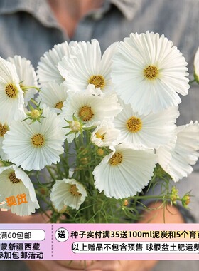 【种子】 夏季耐热 新手推荐  波斯菊纸杯蛋糕 白色  5粒