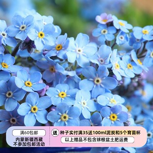 【种子】   紫草科 矮生勿忘我  维多利亚  多色可选