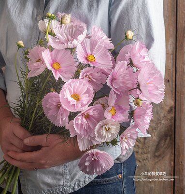 【种子】一年生夏季耐热波斯菊