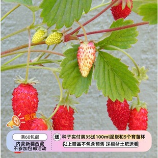 【种子】多年生 香味好闻 高山草莓 木樨草莓 10粒