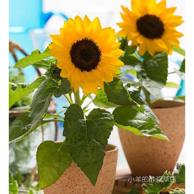 盆栽矮生向日葵gulf大微笑糕小葵