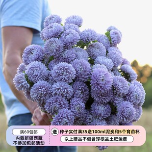【种子】切花型 重瓣翠菊 珊瑚薰衣草 5粒