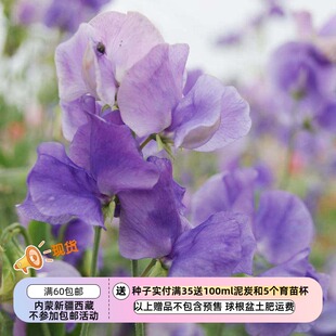 【种子】一年生 芳香植物 爬藤 香豌豆 猛犸象 中兰色 5粒