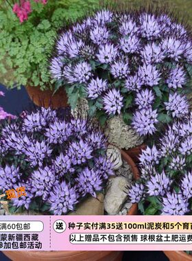 【种子】高难度 很难播 多年生 喙檐花 恶魔的爪子 10粒