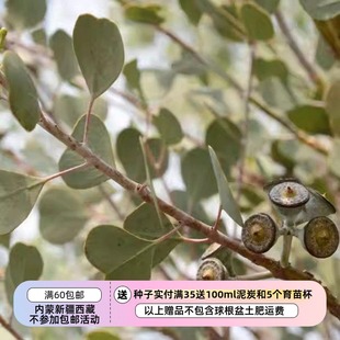 【种子】多年生 尤加利 桉树 心叶桉 EUCALYPTUS websteriana 5粒