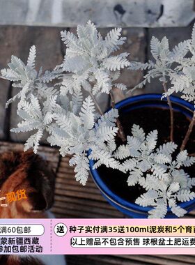 种子银叶菊银色赛车手蕾丝