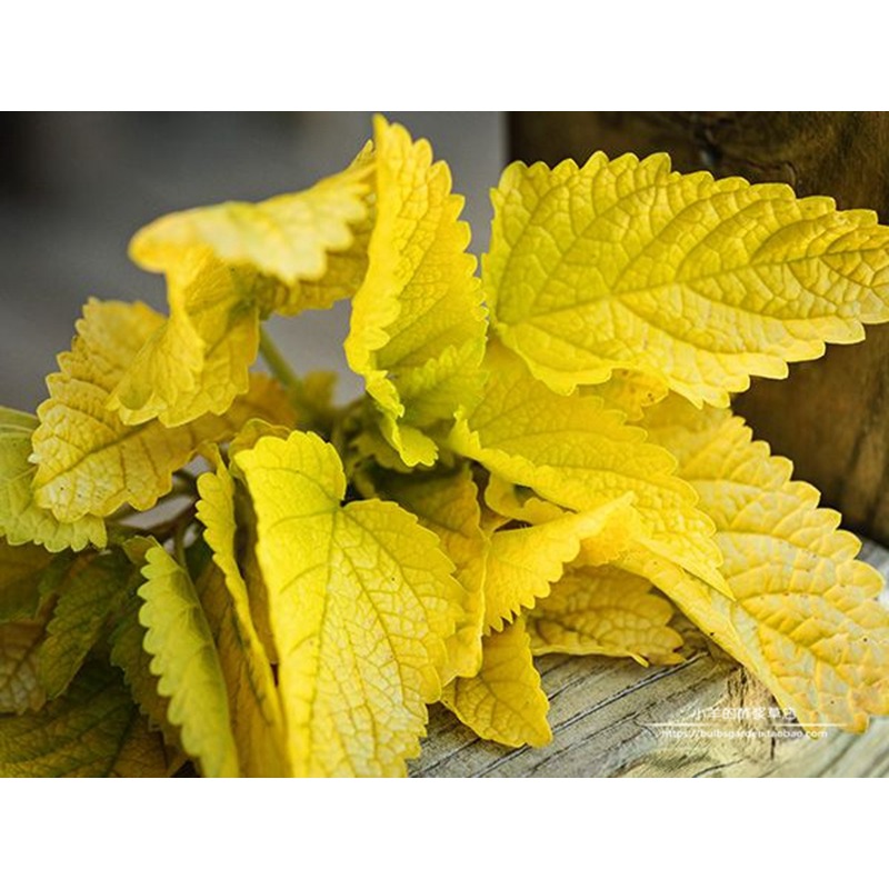 进口种子金叶柠檬香蜂草梅丽莎