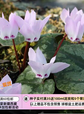 【种子】播种难度高  原生种仙客来 黎巴嫩仙客来 5粒