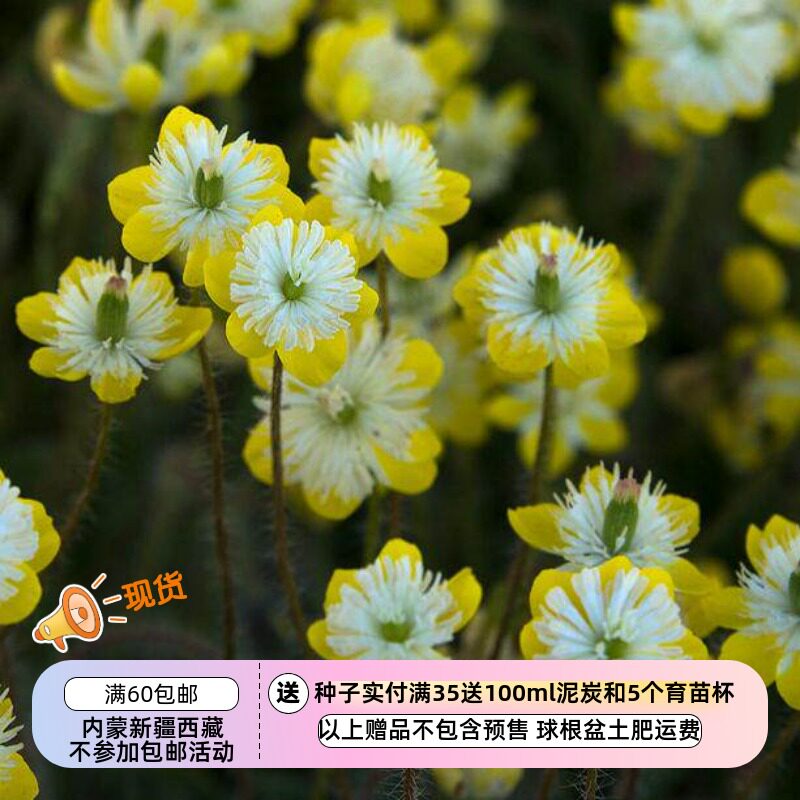 【种子】 矮小的宽丝虞美人 奶油杯 5粒