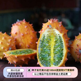 【种子】 传家宝老品种 非洲角瓜 果冻黄瓜 5粒