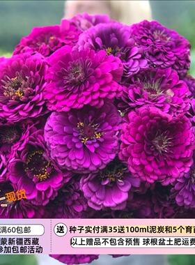 【种子】夏季耐热  切花型 大花重瓣百日草 紫色王子 10粒