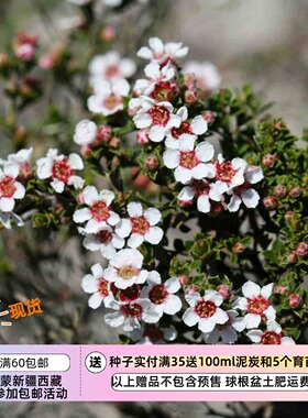 【种子】多年生 灌木 匙形紫杉 TAXANDRIA spathulata 10粒