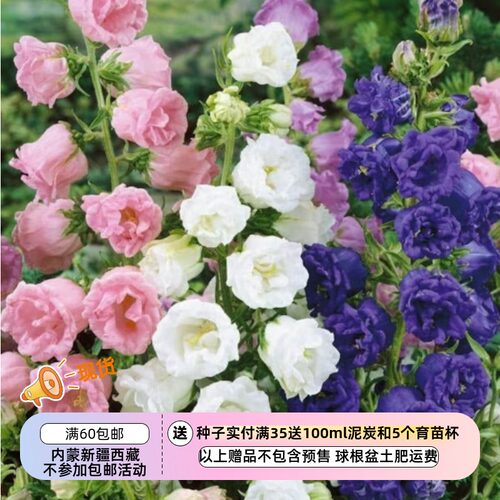 疯狂的小羊重瓣风铃草混色