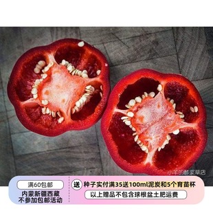 【种子】传家宝种子 辣椒 阿什郡多香果 水果甜椒 5粒