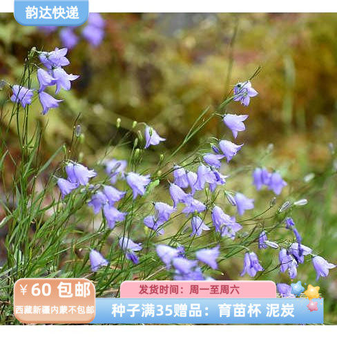 【种子】多年生 桔梗科 蓝色小铃铛 苏格兰圆叶风铃草  蓝色 10粒
