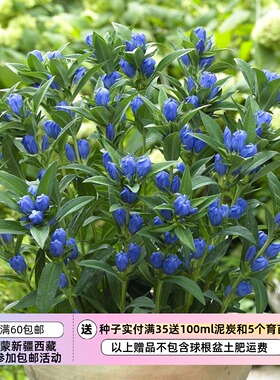【种子】多年生  切花型  日本龙胆 牧野龙胆 皇家蓝色 10粒