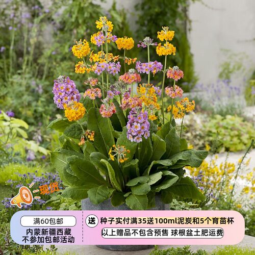 进口种子樱草烛台报春混色