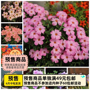 【预-售球根】增加新花色 链接4 秋植酢浆草 早花系列 多花花期长